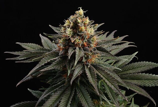 Cannabissamen Sativa Dream feminisiert von Kannabia für Indoor und Outdoor